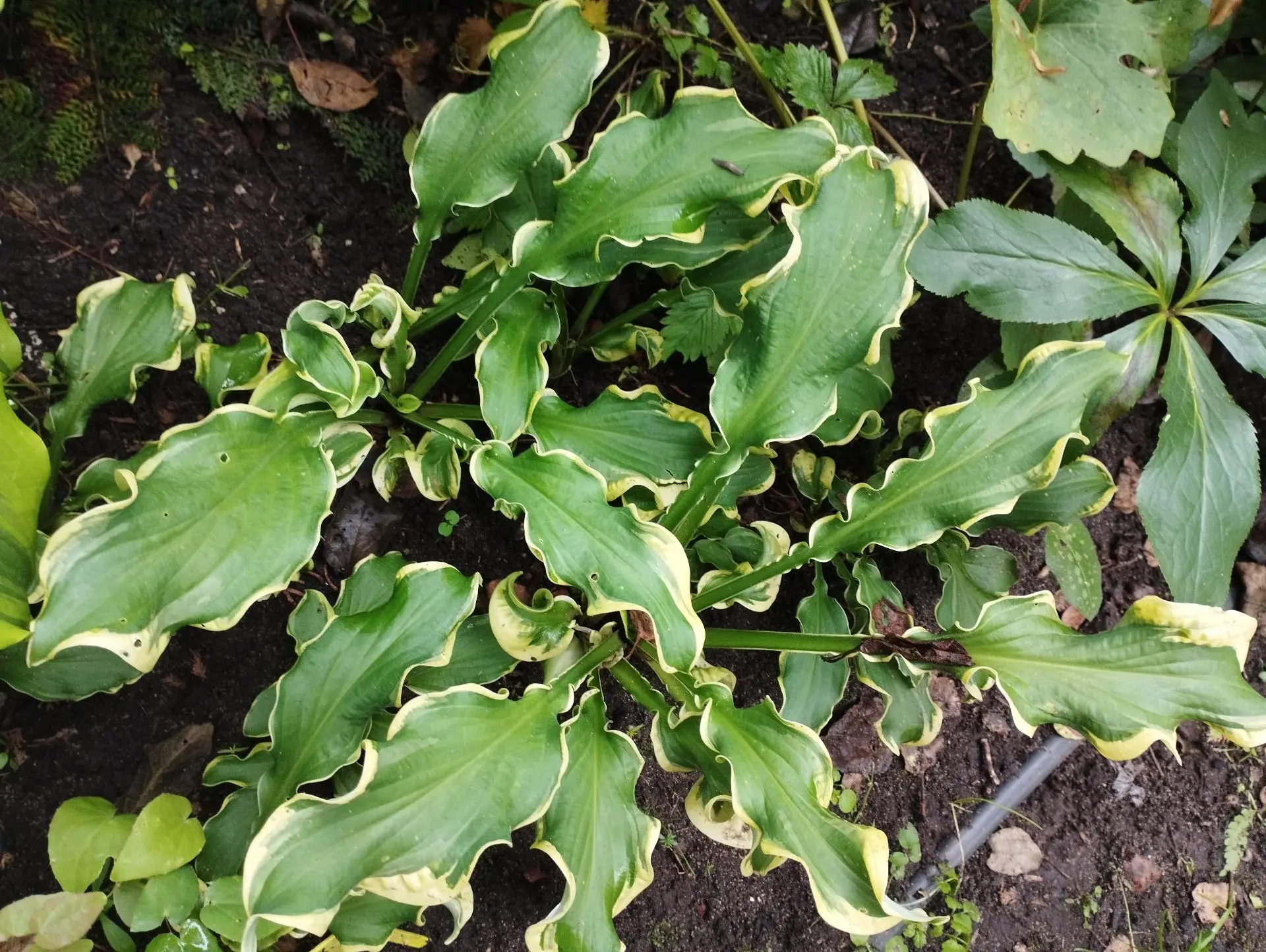 Хоста Wheee!!! (М)