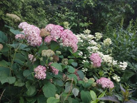 Гортензия древовидная Magical pinkerbell