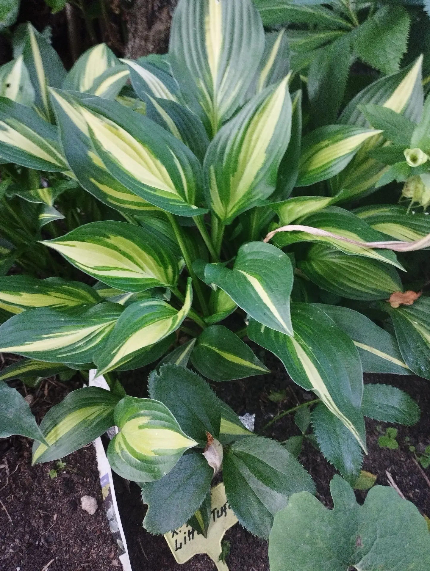 Хоста Lakeside little tuft (S)