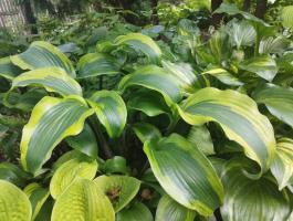 Хоста Monkey business (M)