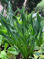 Хоста Praying hands (М)