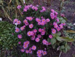 Астра Jenny (кустарниковая)