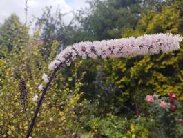 Клопогон Pink spike