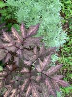 Клопогон Pink spike