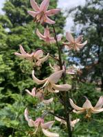 Лилия Ivorine (мартагон)