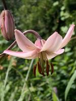 Лилия Ivorine (мартагон)