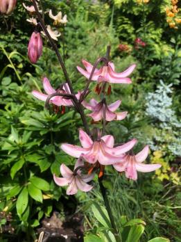 Лилия Ivorine (мартагон)