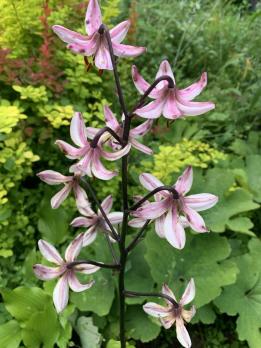 Лилия Ivorine (мартагон)