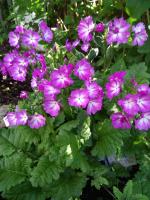 Примула Seraphim (Зибольда)