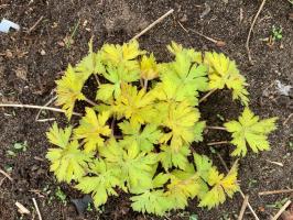 Герань Blue sunrise