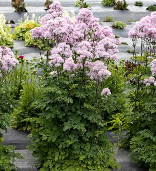 Василистник Nimbus pink (Водосборолистный)