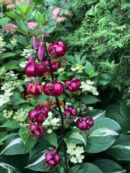 Лилия Paarsblauw (мартагон)