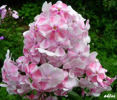 Флокс Алиса Фрейндлих (О.К. Кудрявцева 2005г.)