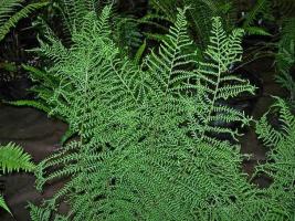 Папоротник Linearis polydactyla Щитовник мужской (Dryopteris filix-mas)