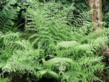 Папоротник Linearis polydactyla Щитовник мужской (Dryopteris filix-mas)