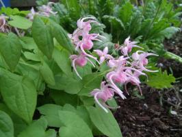 Горянка Akagiza kura