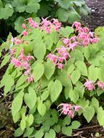 Горянка Akagiza kura