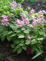 Горянка Akagiza kura