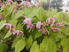 Горянка Akagiza kura