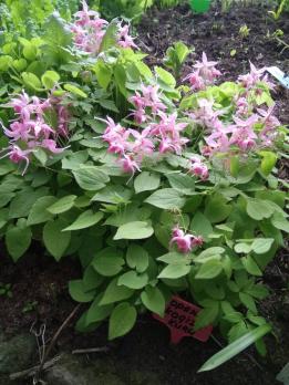 Горянка Akagiza kura