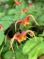 Горянка Akane