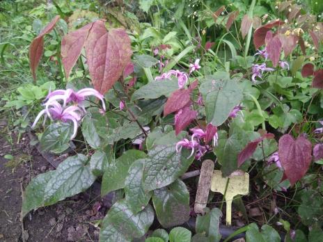 Горянка Brachurhizum crc 940447