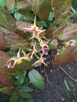 Горянка Fargii og