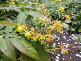 Горянка Fargii og