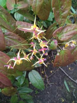 Горянка Fargii og