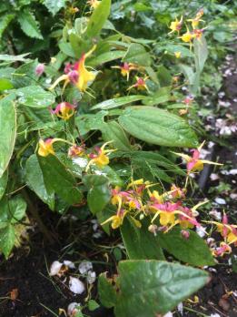 Горянка Fargii og