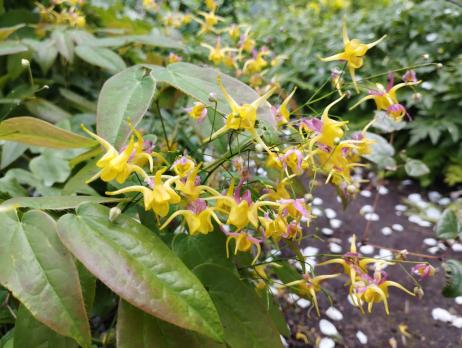 Горянка Fargii og