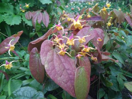 Горянка Fargii og