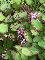 Горянка Freya