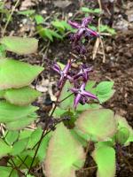 Горянка Freya