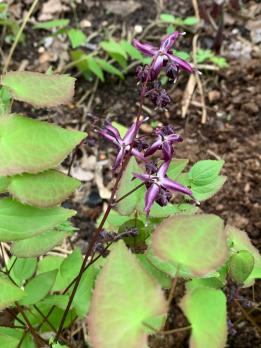 Горянка Freya