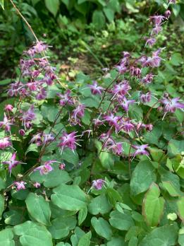 Горянка Freya