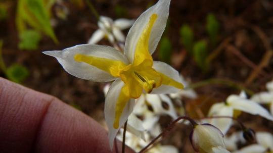 Горянка Mandarin star