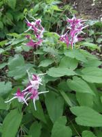 Горянка Princess susan