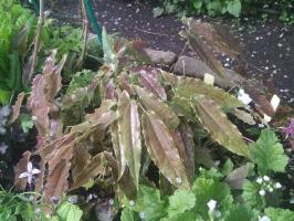 Горянка Wushanense nova spiny leaved form ss 014631