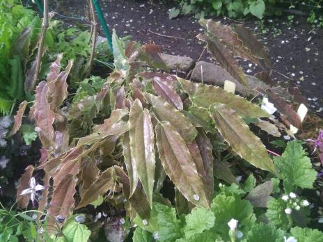 Горянка Wushanense nova spiny leaved form ss 014631