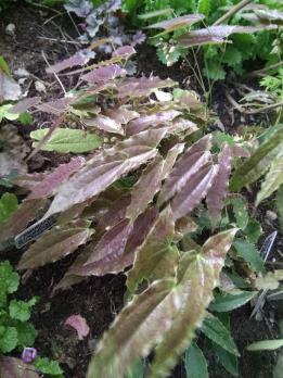 Горянка Wushanense nova spiny leaved form ss 014631