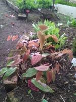 Горянка Zhushanense  022403