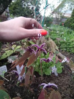 Горянка Zhushanense  022403