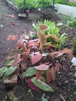 Горянка Zhushanense  022403