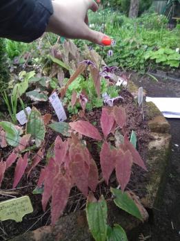 Горянка Zhushanense  022403