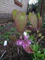 Горянка Bicolor gigant