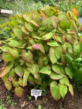 Горянка Bicolor gigant