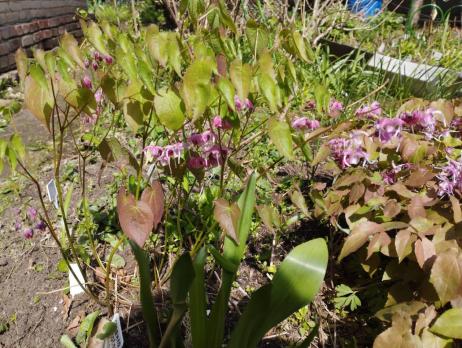 Горянка Bicolor gigant