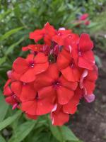 Флокс Юник оранж (J. Verschoor)