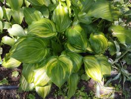 Хоста The sweetest things (S-M)